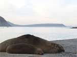 Seals about to wake up