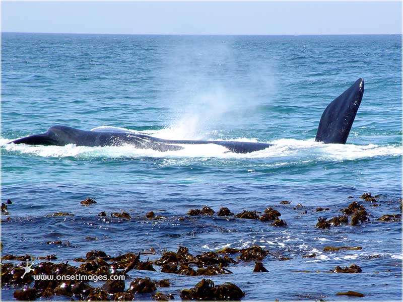 Whales in False Bay