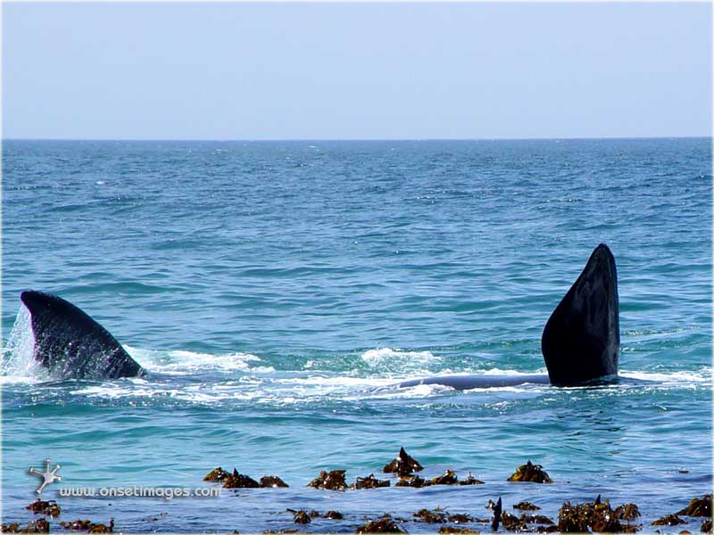 Whales in False Bay