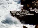 Looking down a stright cliff with cormorans gathered on a plateau at the Cape of Good Hope