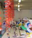 Hake on a Conveyor Belt to be sorted and graded, view I